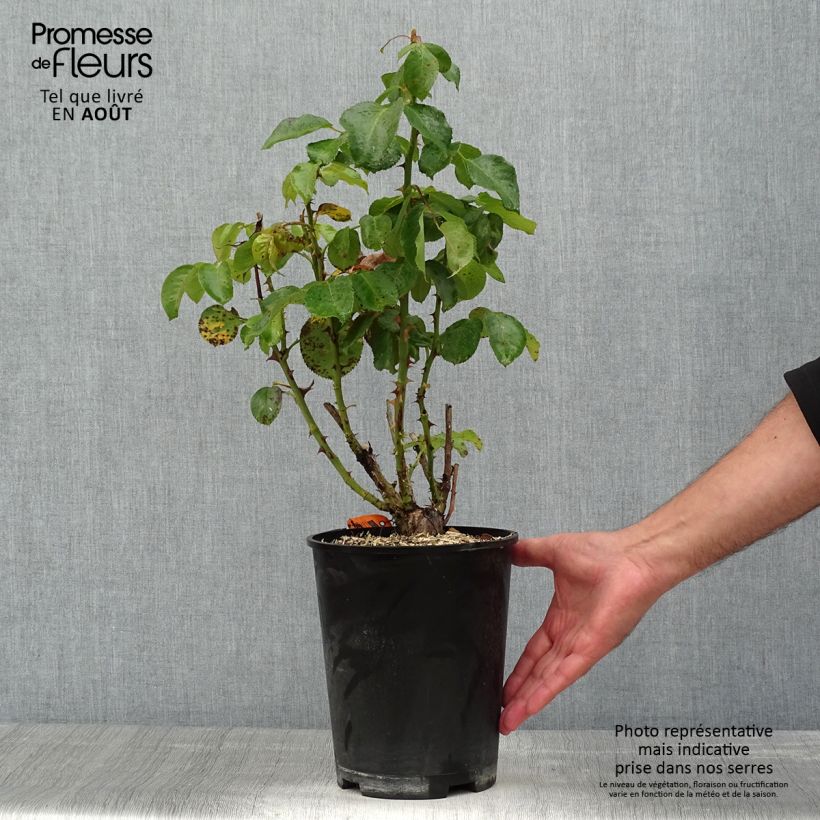 Exemplaar van Rosa Traviata - Grootbloemige roos Pot van 4 l/5 l zoals geleverd in de zomer