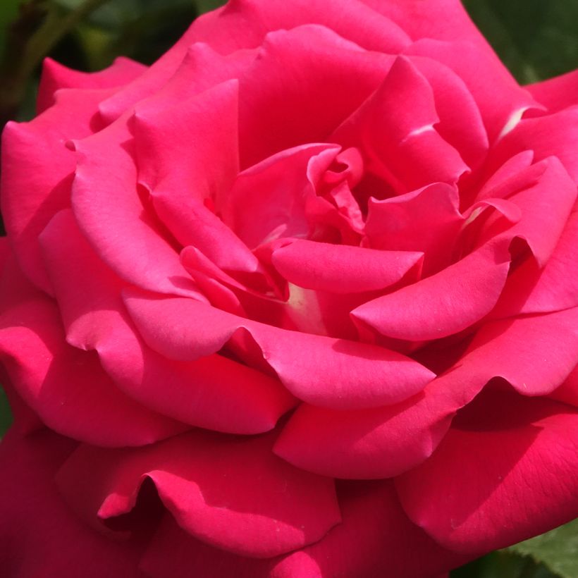 Rosa Sexy Perfumella - Grootbloemige roos (Bloei)