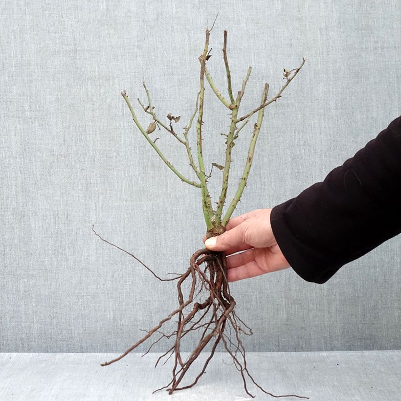 Exemplaar van Rosa Sexy Perfumella - Grootbloemige roos Naakte wortel zoals geleverd in de winter