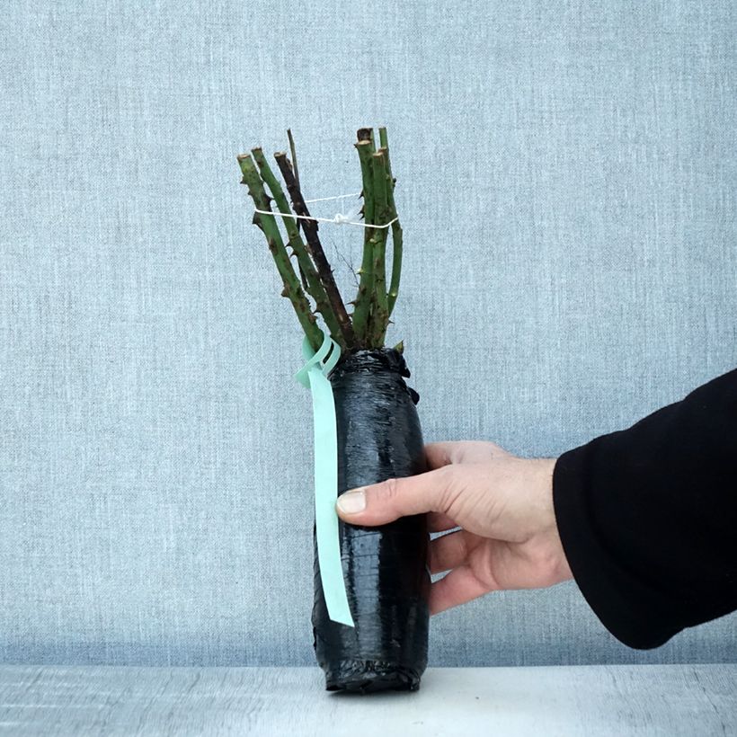 Example of Rosier à grandes fleurs Ville de Chine In kluit as you get in hiver