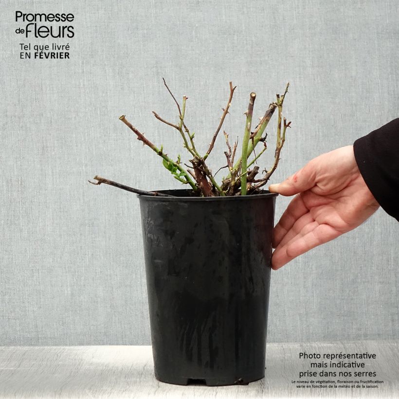 Example of Rosier à grandes fleurs Ville de Chine Pot van 4 l/5 l as you get in hiver