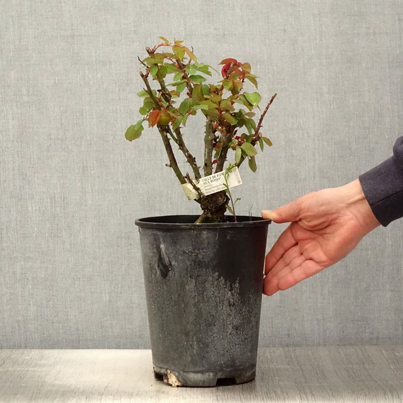 Exemplaar van Rosa Ville de Fontenay-aux-Roses - Grootbloemige roos Pot van 4 l/5 l zoals geleverd in de lente