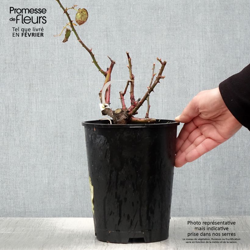 Example of Rosa Violette Parfumée - Grootbloemige roos Pot van 4 l/5 l as you get in hiver
