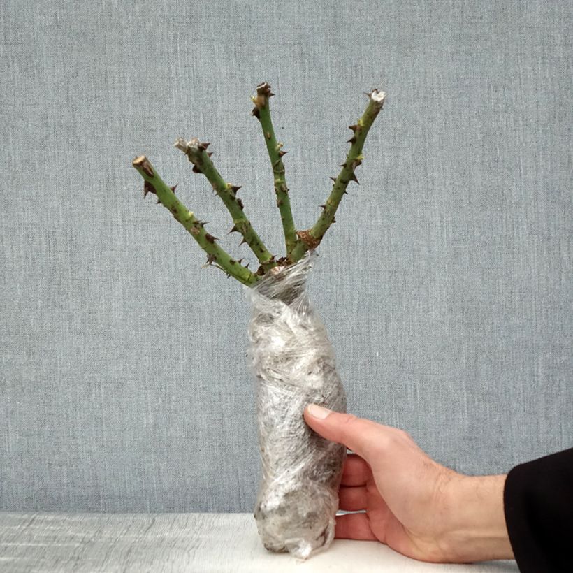 Exemplaar van Rosa Vulcano - Grootbloemige roos In kluit zoals geleverd in de winter