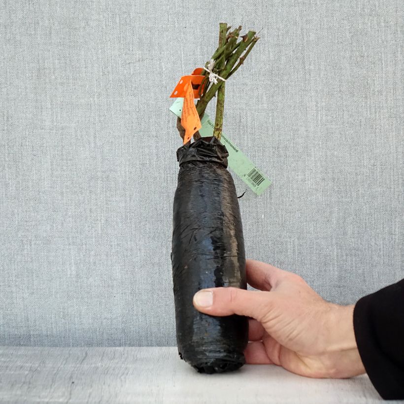 Exemplaar van Rosa White Symphony - Grootbloemige roos In kluit zoals geleverd in de winter