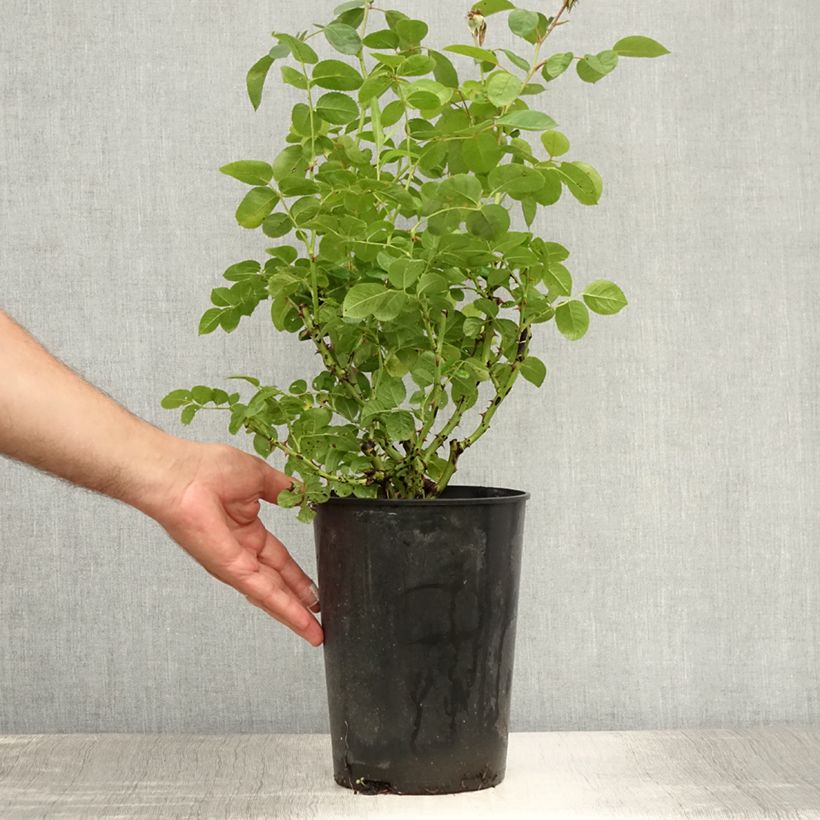 Exemplaar van Rosa Nadia Zerouali - Struikroos Pot van 4 l/5 l zoals geleverd in de zomer
