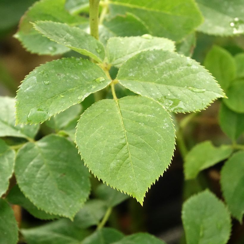 Rosa Pear - Struikroos (Blad)