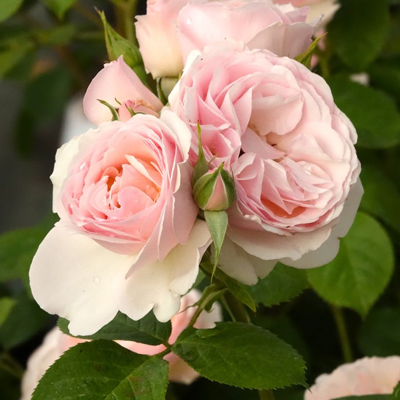 Rosa Pear - Struikroos (Bloei)