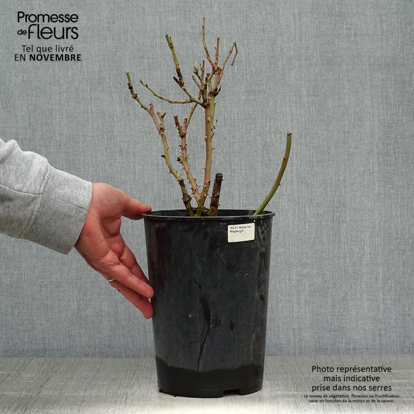 Exemplaar van Rosa Renée van Wegberg - Struikroos Pot van 4 l/5 l zoals geleverd in de herfst