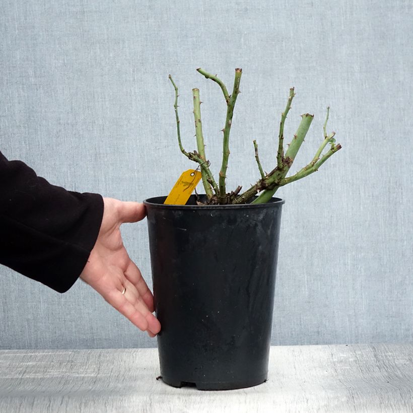 Exemplaar van Rosa Sophie Luise - Struikroos Pot van 4 l/5 l zoals geleverd in de herfst