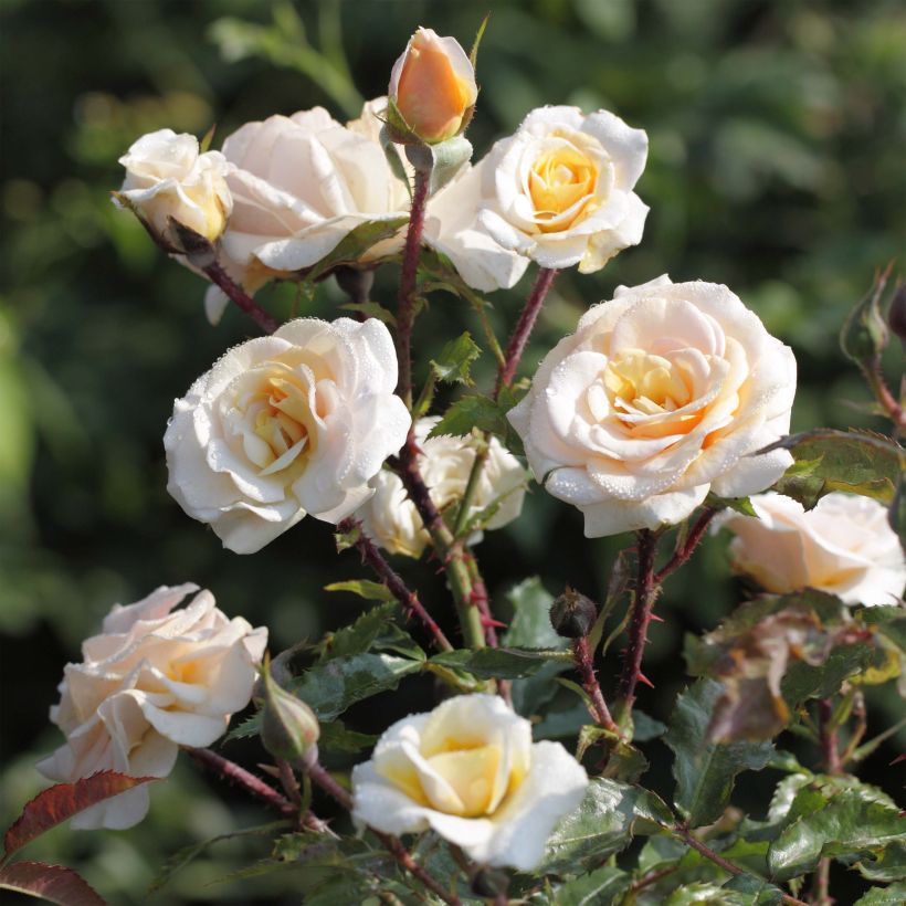 Rosa Sweet Honey - struikroos (Flowering)