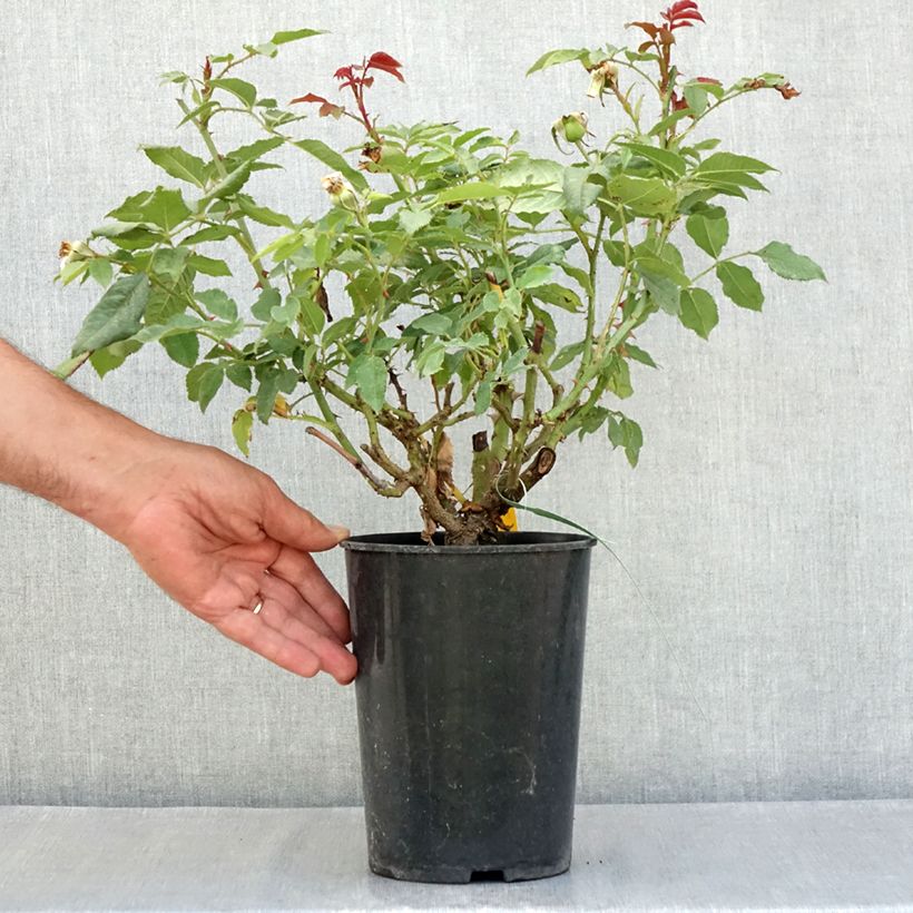 Exemplaar van Rosa Sweet Honey - struikroos Pot van 4 l/5 l zoals geleverd in de zomer