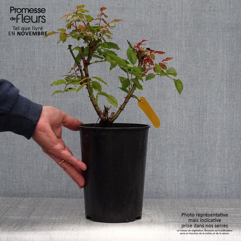 Exemplaar van Rosa Sweet Honey - struikroos Pot van 4 l/5 l zoals geleverd in de herfst