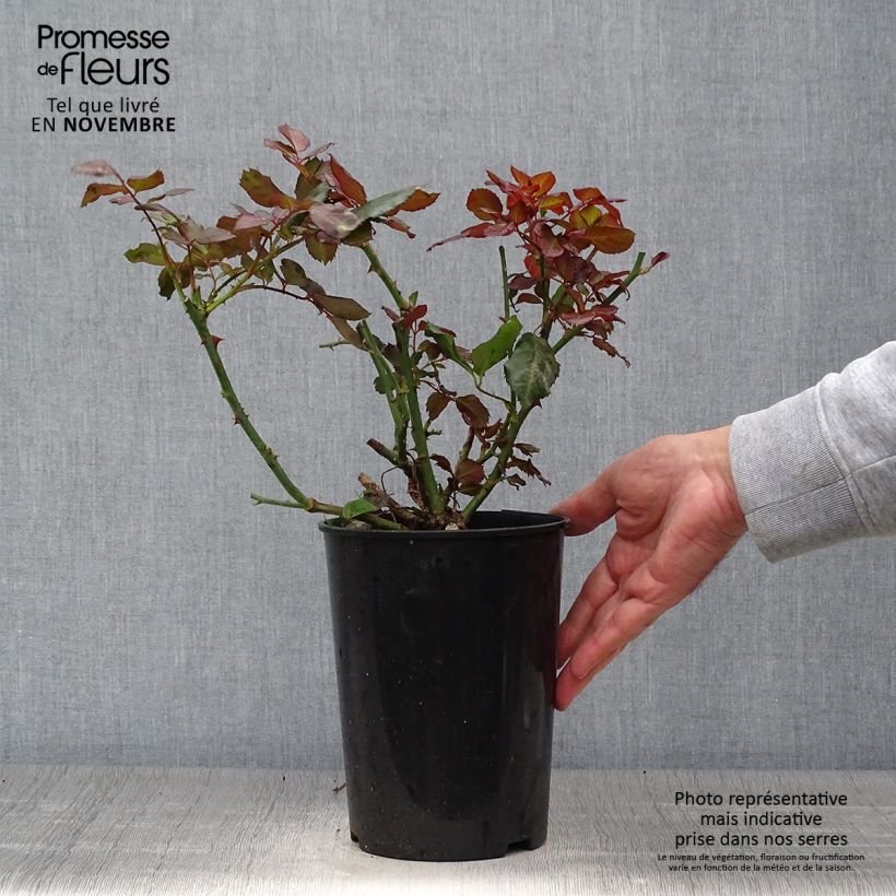 Exemplaar van Rosa The Times - struikroos Pot van 4 l/5 l zoals geleverd in de herfst