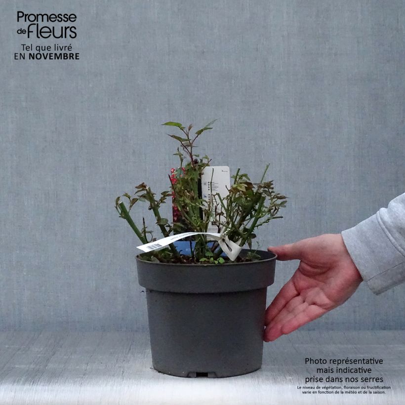 Exemplaar van Rosa Everglow Ruby - Trosroos Pot van 4 l/5 l zoals geleverd in de herfst