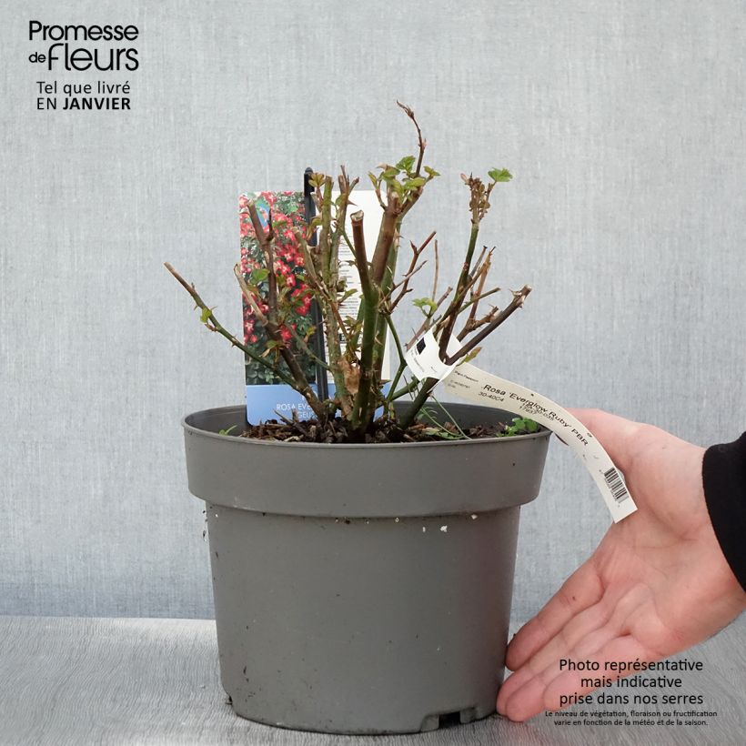 Example of Rosier à patio Everglow Ruby  Pot van 4 l/5 l as you get in hiver