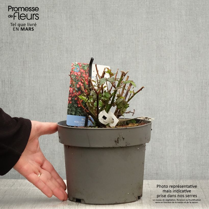 Exemplaar van Rosa Everglow Ruby - Trosroos Pot van 4 l/5 l zoals geleverd in de lente