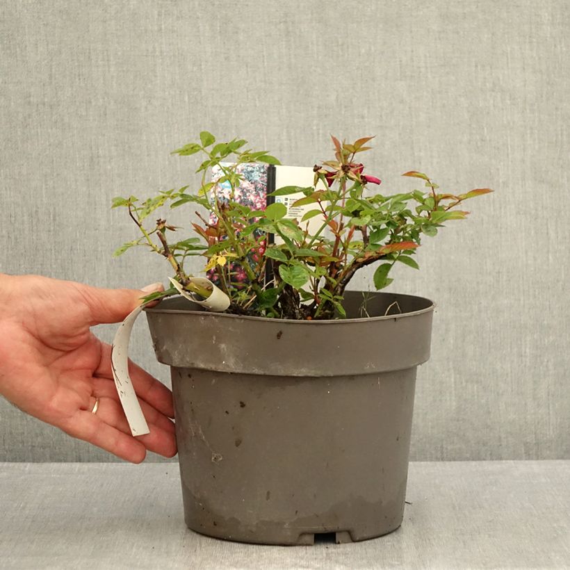 Exemplaar van Rosa Everglow Ruby - Trosroos Pot van 4 l/5 l zoals geleverd in de zomer