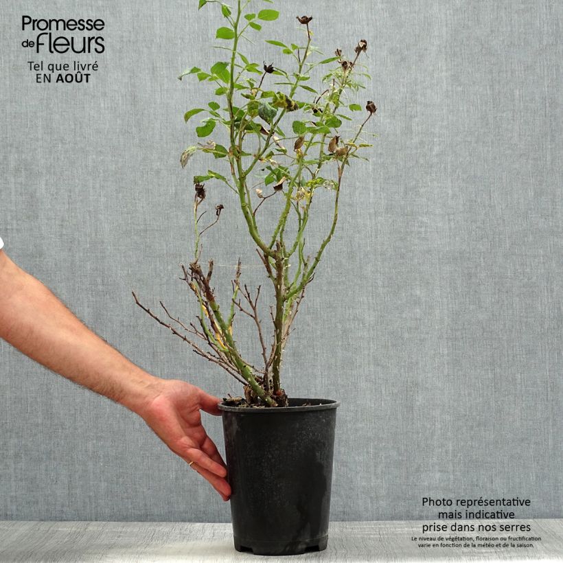 Exemplaar van Rosa Birthday Rose BIO - Trosroos Pot van 4 l/5 l zoals geleverd in de zomer