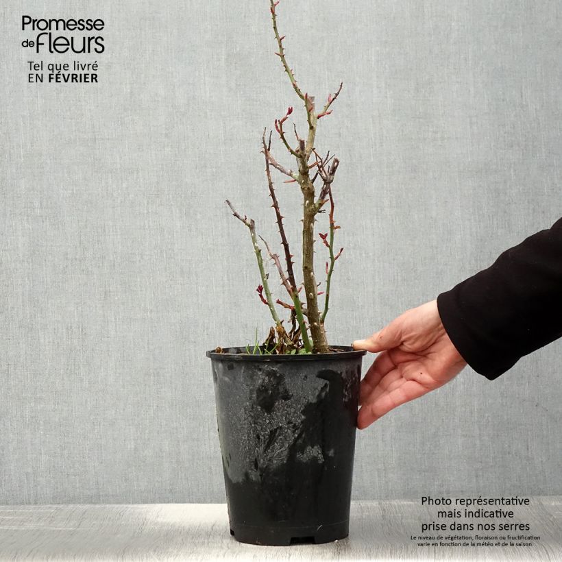 Example of Rosier à pétales comestibles Birthday Rose Bio Pot van 4 l/5 l as you get in hiver