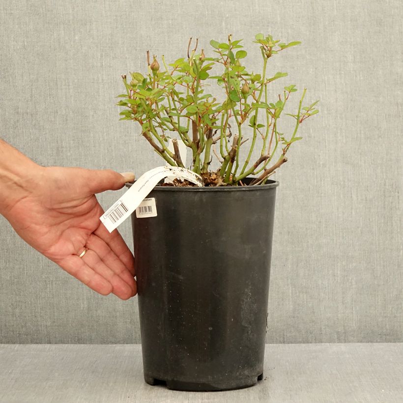 Exemplaar van Rosa Picnic (Bio) - Trosroos Pot van 4 l/5 l zoals geleverd in de zomer