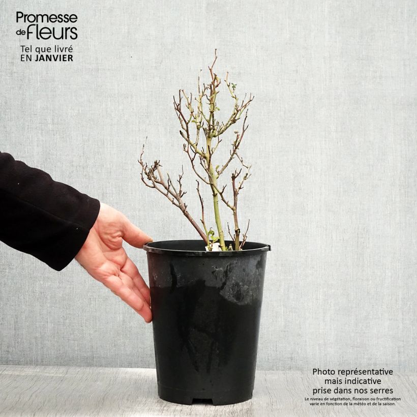 Example of Rosier à pétales comestibles Picnic Bio Pot van 4 l/5 l as you get in hiver