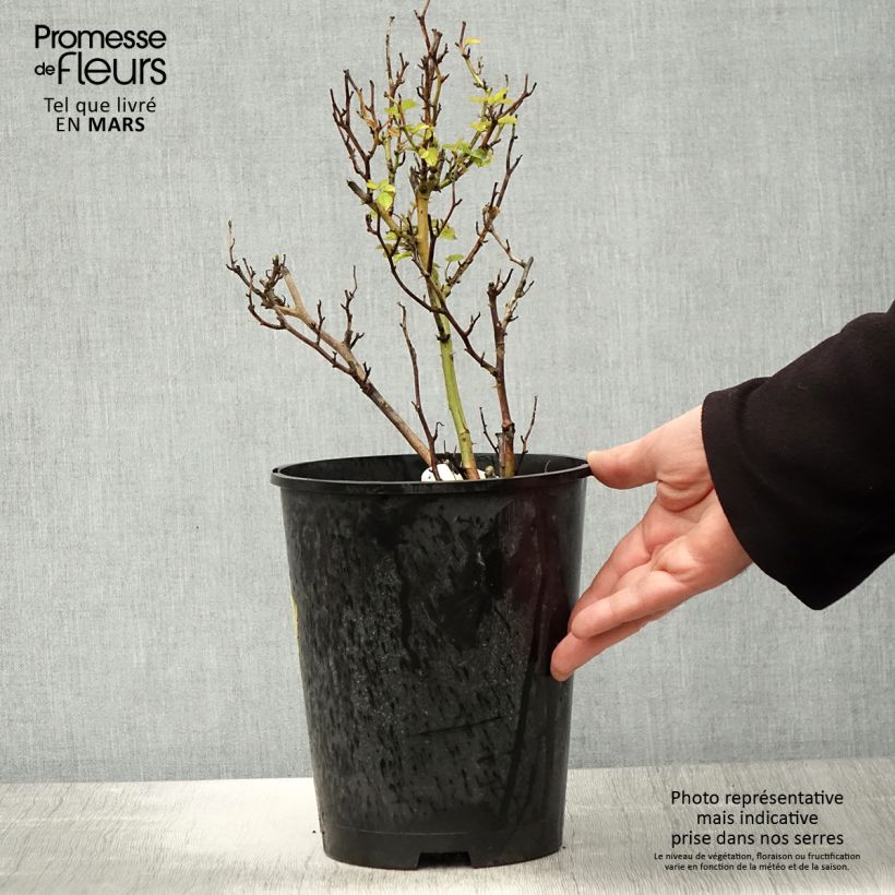 Exemplaar van Rosa Picnic (Bio) - Trosroos Pot van 4 l/5 l zoals geleverd in de lente