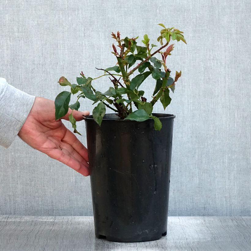 Exemplaar van Rosa Dolce - Trosroos Pot van 4 l/5 l zoals geleverd in de herfst