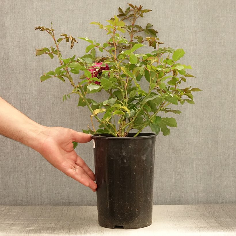 Example of Rosa Dolce - Trosroos Pot van 4 l/5 l as you get in ete