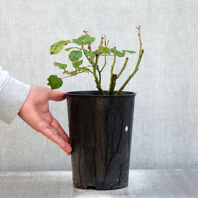 Exemplaar van Rosa Theo Clevers - Trosroos Pot van 4 l/5 l zoals geleverd in de herfst