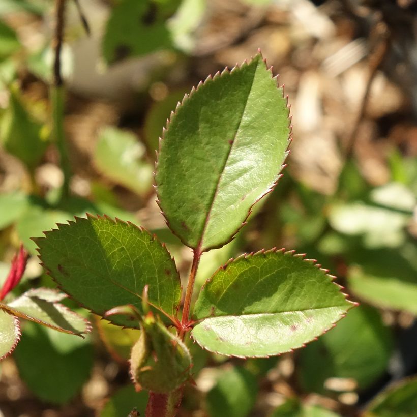 Rosa Tiramisu BIO - Trosroos (Blad)