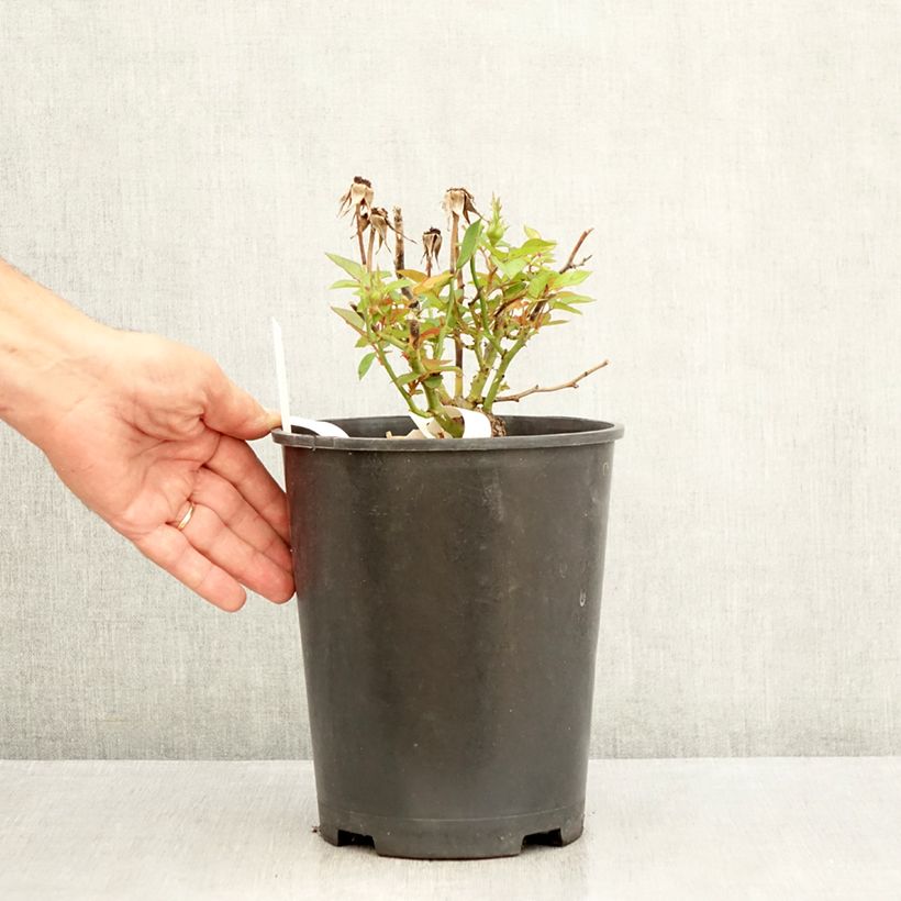 Exemplaar van Rosa Tiramisu BIO - Trosroos Pot van 4 l/5 l zoals geleverd in de zomer