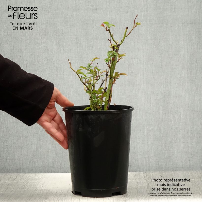 Exemplaar van Rosa Tiramisu BIO - Trosroos Pot van 4 l/5 l zoals geleverd in de lente