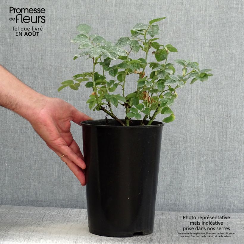 Exemplaar van Rosa Alba Suaveolens - Historische roos Pot van 4 l/5 l zoals geleverd in de zomer