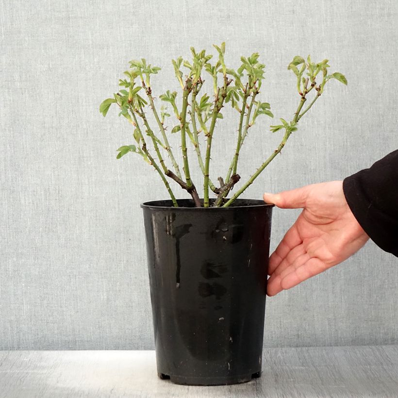 Exemplaar van Rosa Alba Suaveolens - Historische roos Pot van 4 l/5 l zoals geleverd in de lente