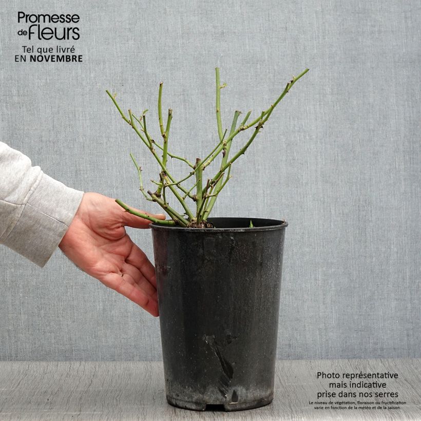 Exemplaar van Rosa Ballerina - Muskusroos Pot van 4 l/5 l zoals geleverd in de herfst