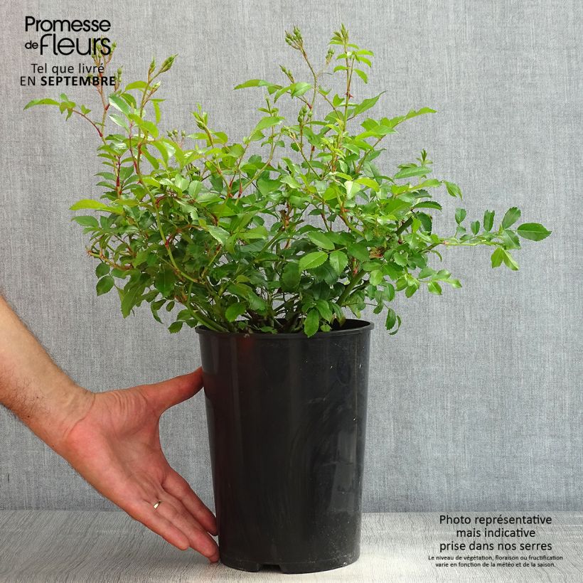 Exemplaar van Rosa Ballerina - Muskusroos Pot van 4 l/5 l zoals geleverd in de zomer