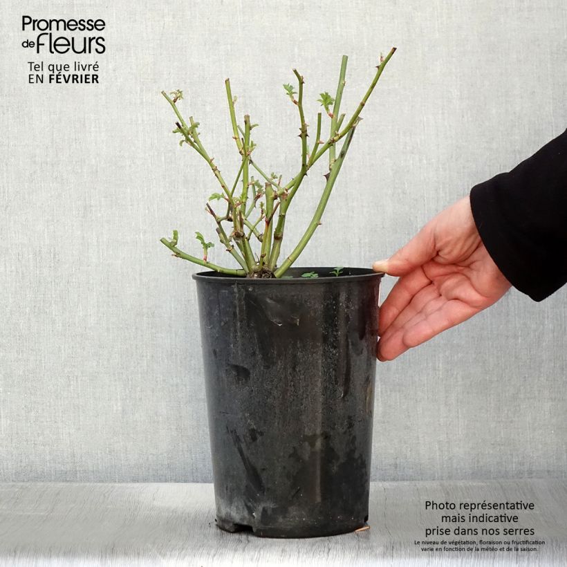 Example of Rosa Ballerina - Muskusroos Pot van 4 l/5 l as you get in hiver