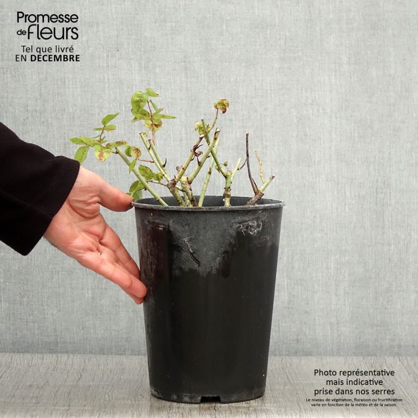 Exemplaar van Rosa Baron Girod de l'Ain - Historische roos Pot van 4 l/5 l zoals geleverd in de herfst
