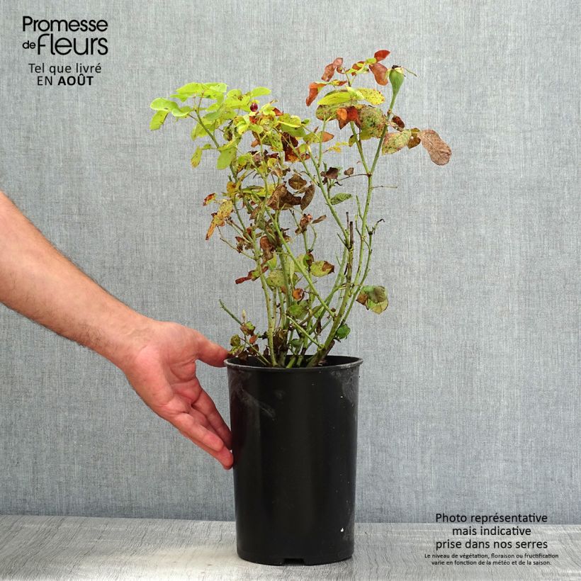 Exemplaar van Rosa Baron Girod de l'Ain - Historische roos Pot van 4 l/5 l zoals geleverd in de zomer