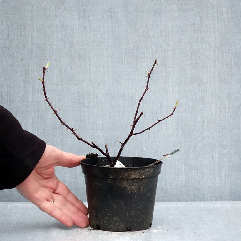 Exemplaar van Rosa Basye's Purple - Hondsroos Pot van 1,5 l/2 l zoals geleverd in de winter