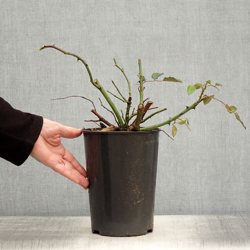 Example of Rosier ancien Buff Beauty Pot van 4 l/5 l as you get in hiver