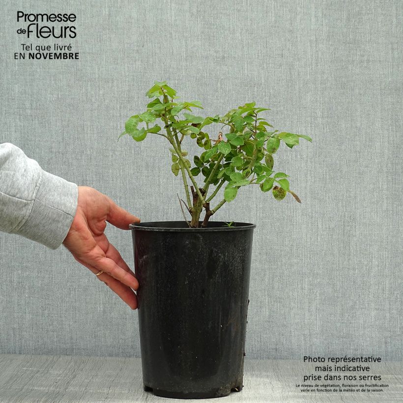 Exemplaar van Rosa Cardinal de Richelieu - Historische roos Pot van 4 l/5 l zoals geleverd in de herfst