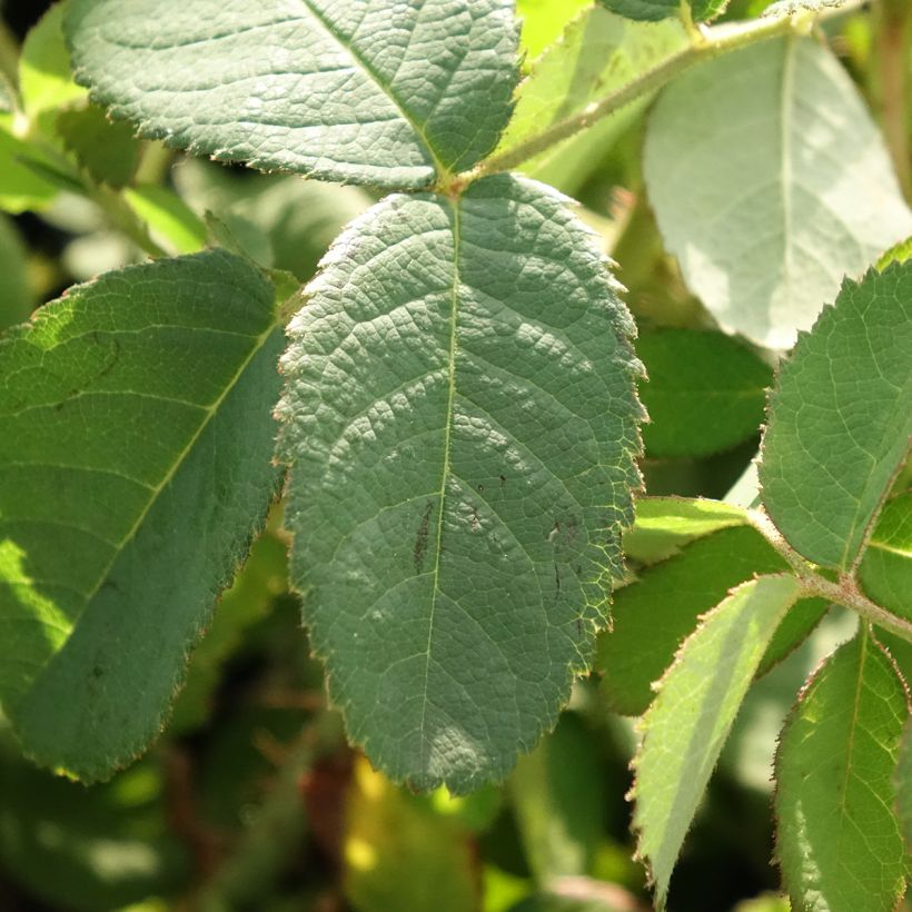 Rosa centifolia Muscosa - Historische roos (Blad)