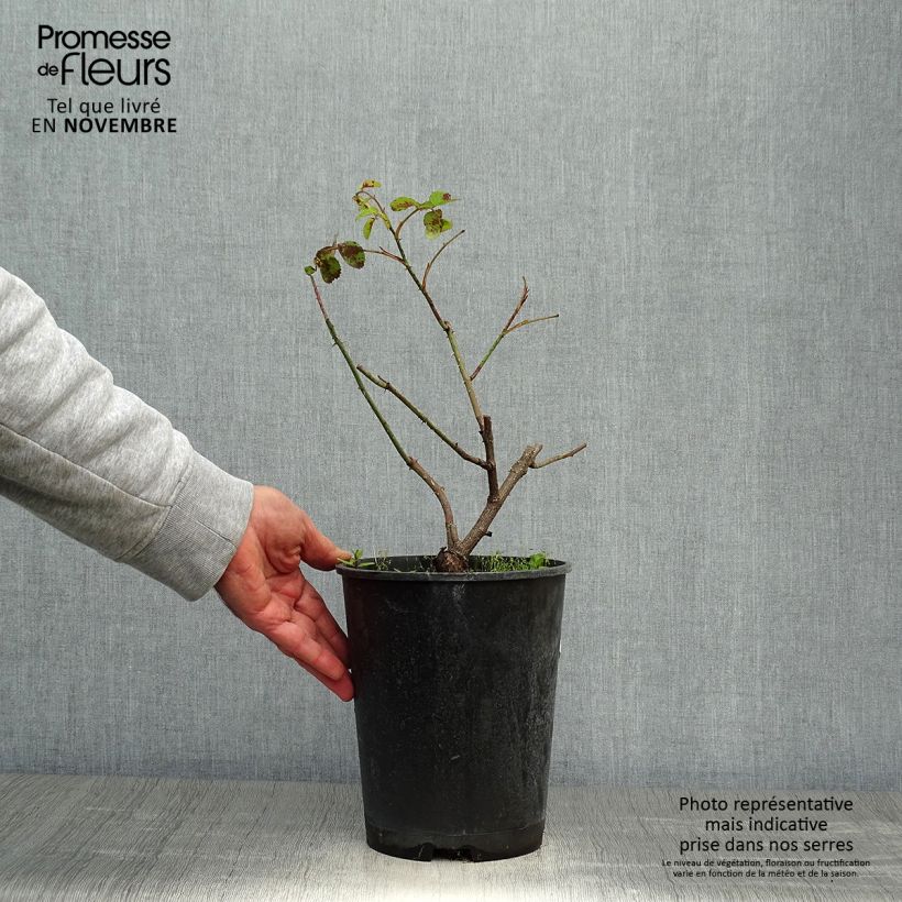 Exemplaar van Rosa centifolia Cristata - Historische roos Pot van 4 l/5 l zoals geleverd in de herfst