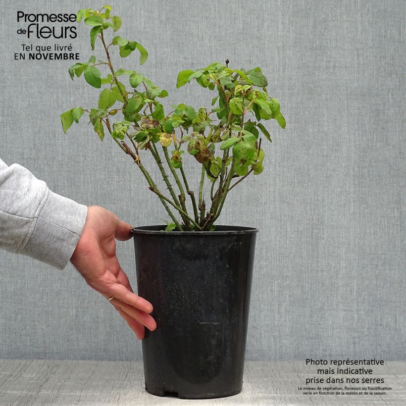 Exemplaar van Rosa Comte de Chambord - Historische roos Pot van 4 l/5 l zoals geleverd in de herfst