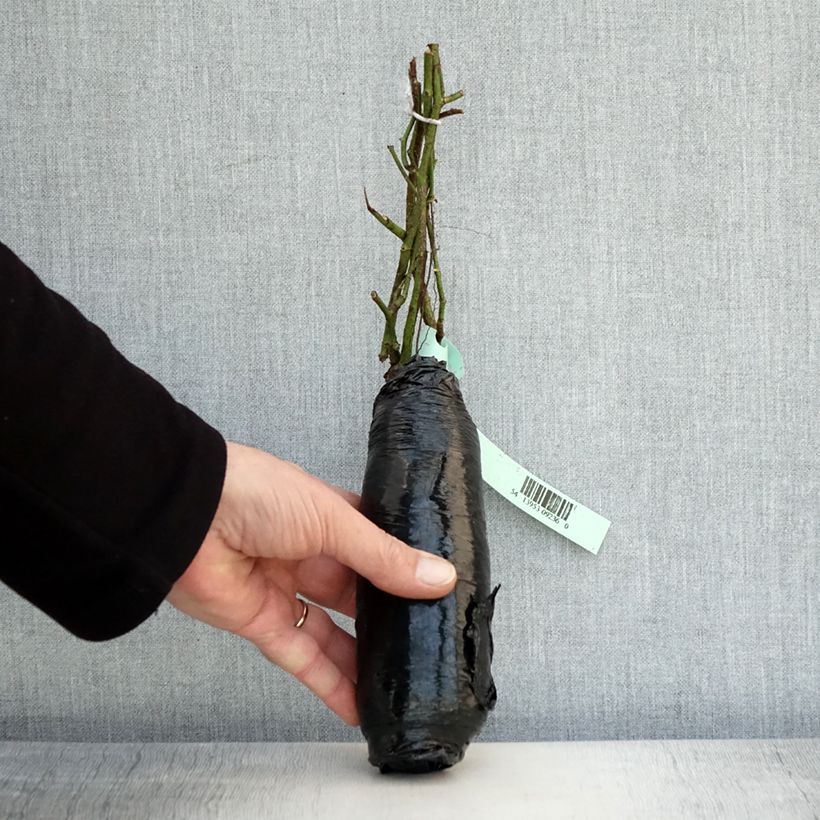 Example of Rosa Cornelia - Historische roos In kluit as you get in hiver