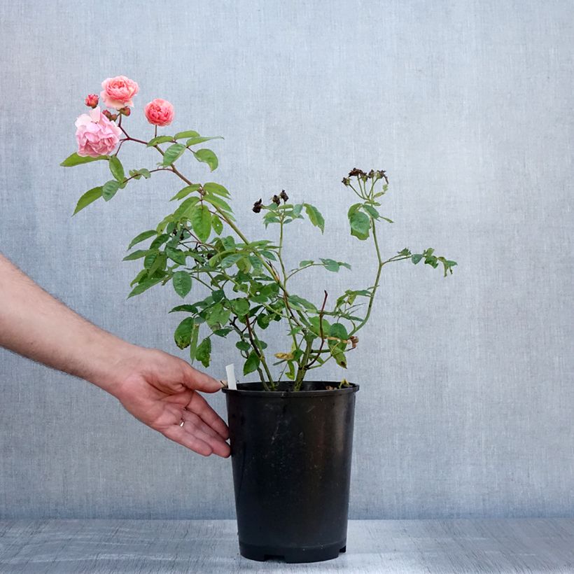 Exemplaar van Rosa Cornelia - Historische roos Pot van 4 l/5 l zoals geleverd in de zomer