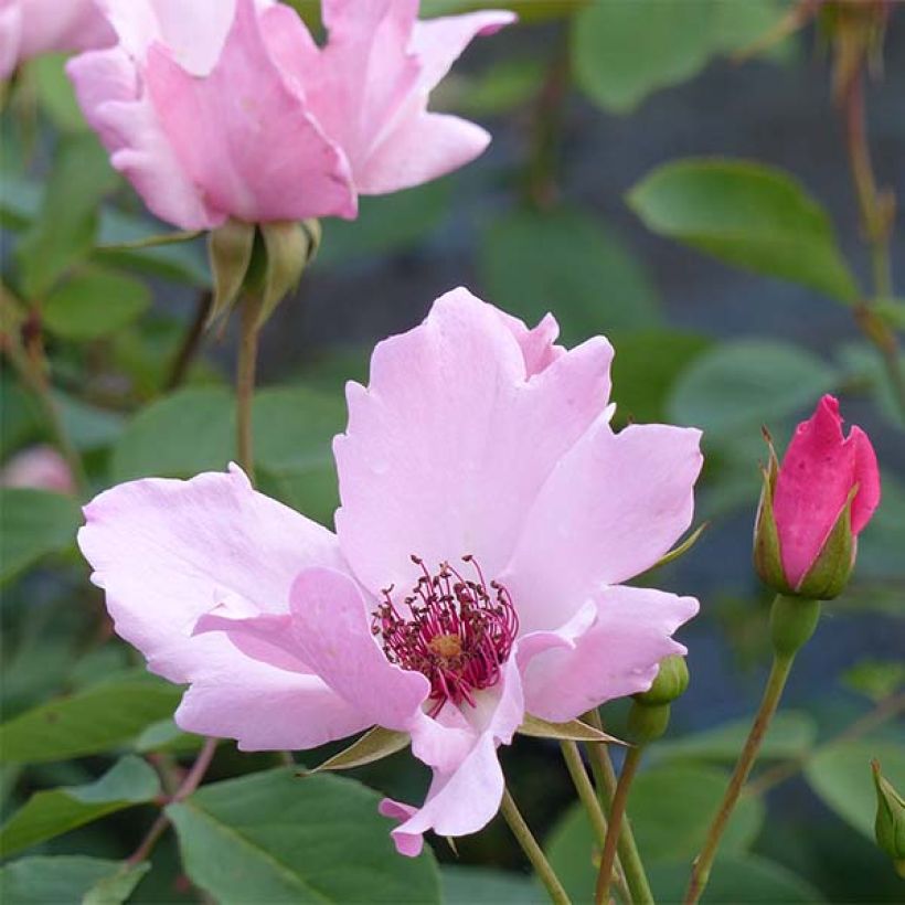 Rosa Dainty Bess - Grootbloemige roos (Bloei)