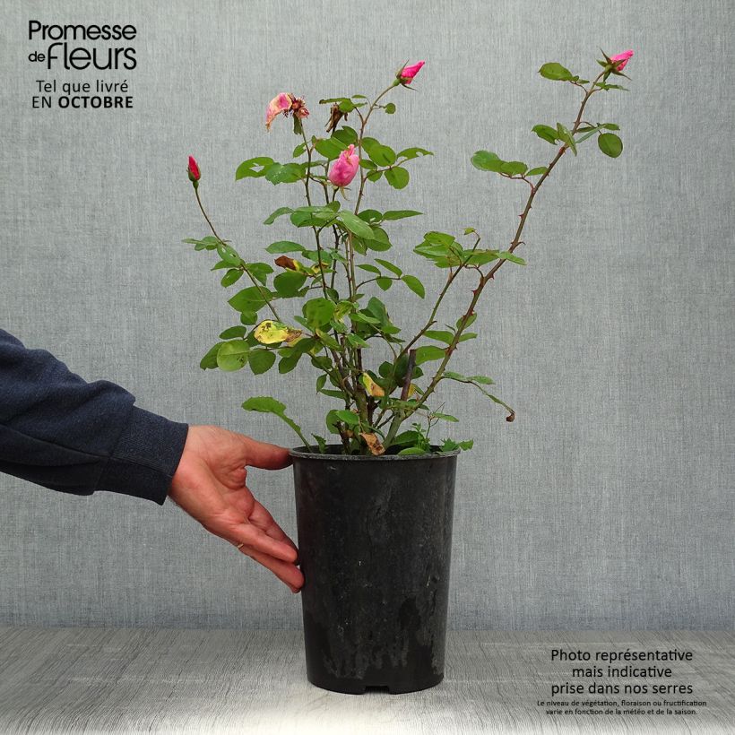 Exemplaar van Rosa Dainty Bess - Grootbloemige roos Pot van 4 l/5 l zoals geleverd in de herfst
